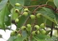 sea apple 